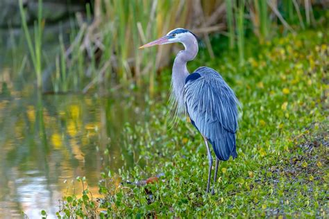 11 Fascinating Swamp Animals