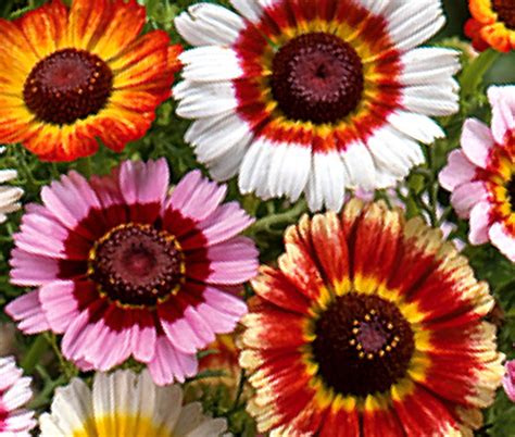 Daisy Painted Chrysanthemum Carinatum Seeds