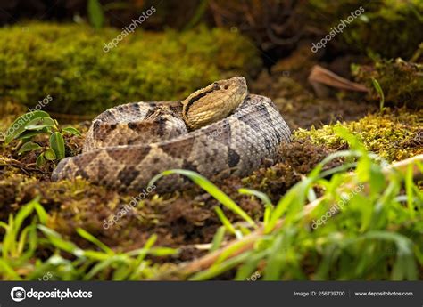 Images: jumping pit viper | Central American Jumping Pitviper ...