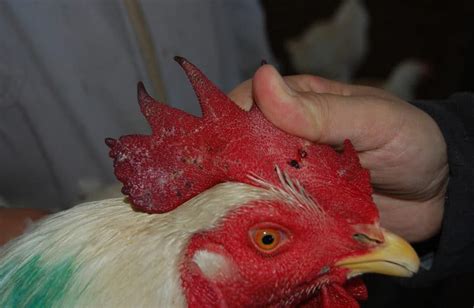 Fowl Pox in Chickens: Cause, Treatment and Prevention