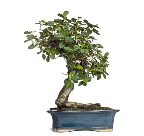 The 6 Best Indoor Bonsai Tree Types & How To Care For Them