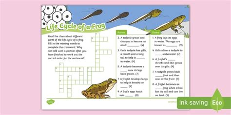 Life Cycle of a Frog Crossword (Teacher-Made) - Twinkl