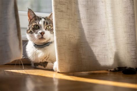 The 11 Best Cat Proof Curtains - Check It Out!