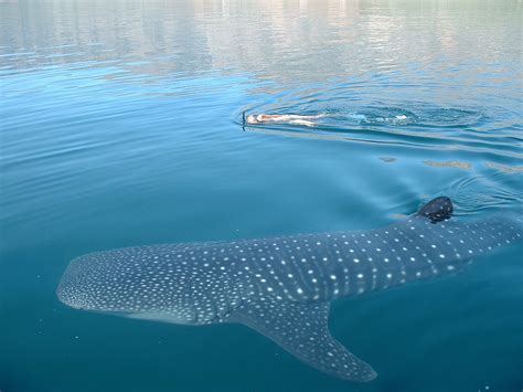 El tiburón ballena regresa a Holbox - México Desconocido