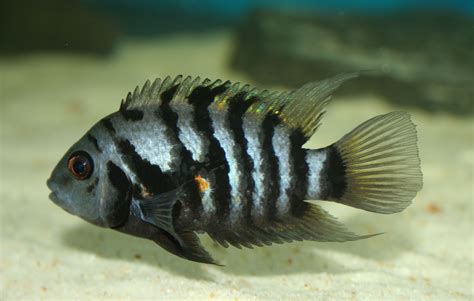 Convict Cichlids: Characteristics, breeding, care and more...