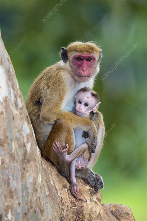 Toque macaque mother and baby - Stock Image - C019/4376 - Science Photo ...