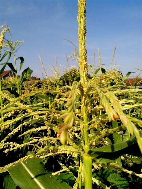 Free picture: corn, flower