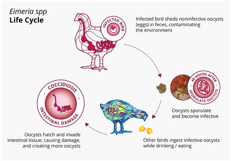 What Poultry Producers Need To Know About Coccidiosis, 53% OFF