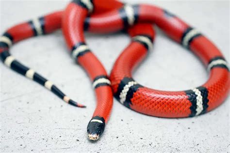 Can Milk Snakes be Housed Together? - ReptileHow.com