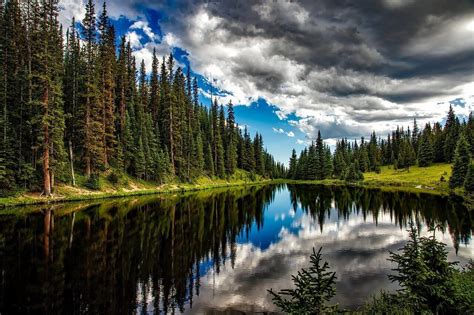 【Bosques templados de coníferas】| Definición, características, tipos y más.