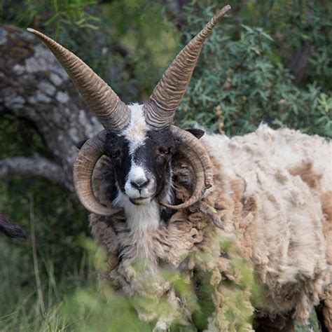 Jacob Horn Sheep PARKER SPOTTED GOATS, 42% OFF