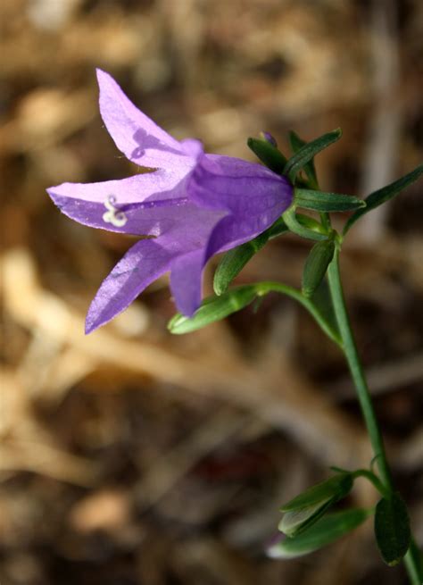 Blue Bell Flower – Photos Public Domain