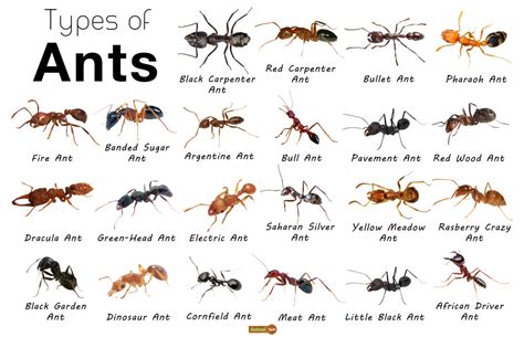 Ant Facts, Types, Identification, Habitat, Diet, Adaptations