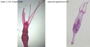 Reading: Cnidarians | Biology II Laboratory Manual