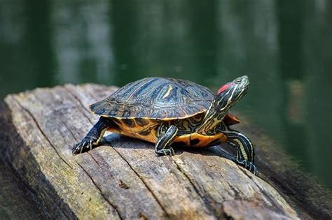 Florida Turtles Identification Guide (With Pictures & Charts)