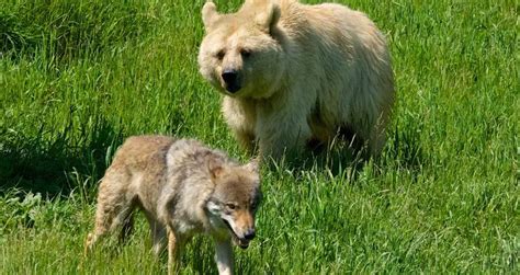 What Eats Wolves? Ultimate List of Wolf Predators (6 Examples)