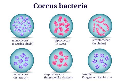 Royalty Free Coccus Clip Art, Vector Images & Illustrations - iStock