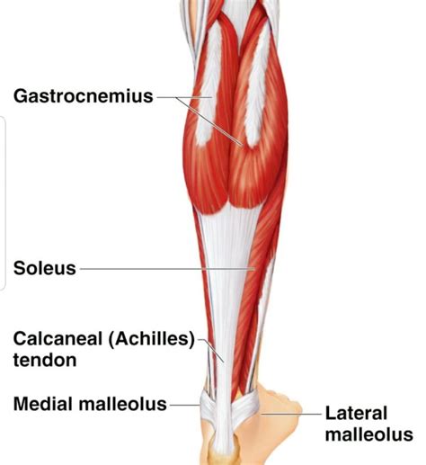 Human Calf Muscle Anatomy - Calf Muscles | Bodenswasuee