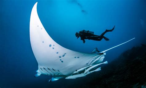 The Manta ray - TOPDIVE