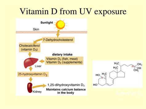 PPT - Vitamins in Ruminants PowerPoint Presentation - ID:224824