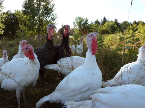 Raising Free Range Turkeys is a Joy! - Small Farmer's JournalSmall ...