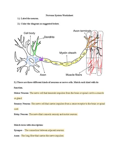 Nervous system worksheet - Nervous System Worksheet 1.) Label the ...