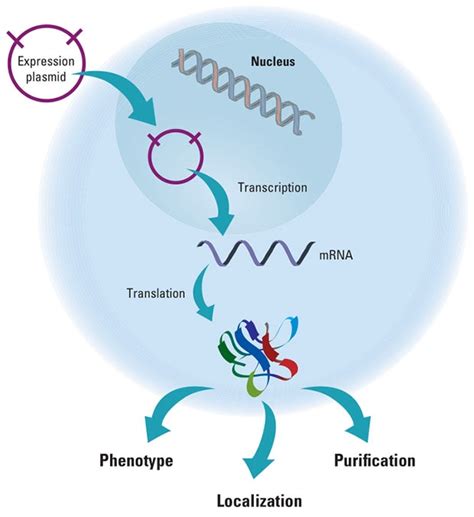 Gene Expression - Applications