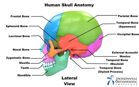 Human Skull Front View Diagram