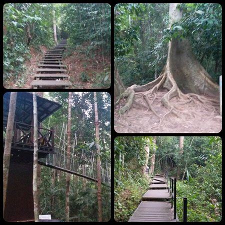 Taman Negara National Park (Pahang) - 2019 All You Need to Know BEFORE ...