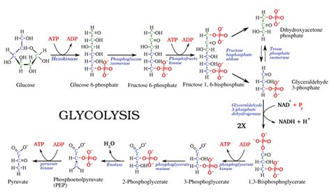 Glycolysis: steps, diagram and enzymes involved - Online Biology Notes