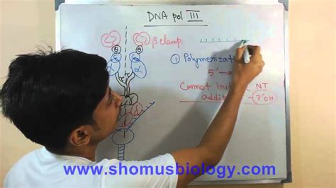 Dna Polymerase 3 Subunits Functions - cloudshareinfo