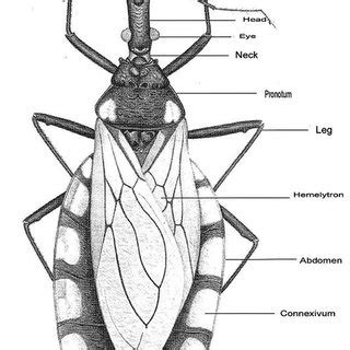 (PDF) Biology, ecology and systematics of Triatominae (Heteroptera ...