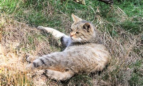 Gato montés » Qué es, características, qué come, hábitat, extinción