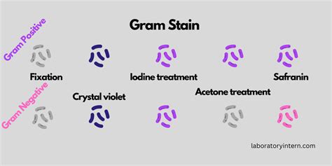 Gram Stain: Purpose, principle, procedure - complete guide