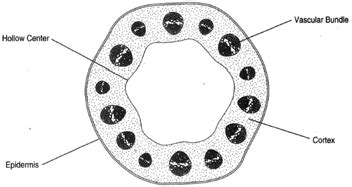 The Herbaceous Dicot Stem | Stems | Introduction to Botany | Botany ...