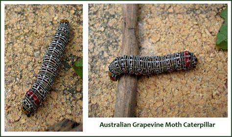 Australian Grapevine Moth Caterpillar | A look at Nature....