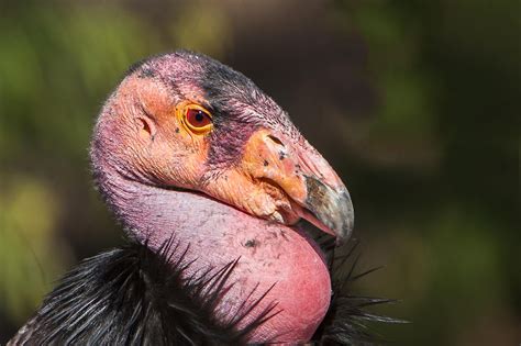 California Condor Facts - WorldAtlas