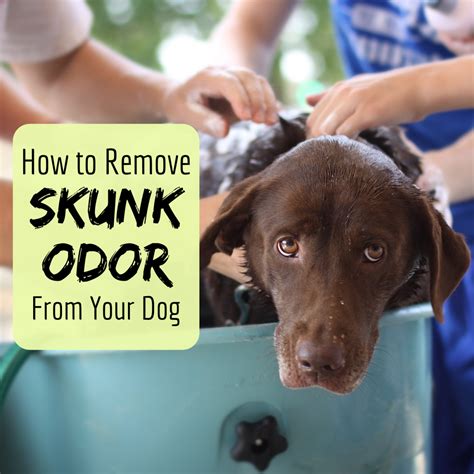 Mythbusters Skunk Smell Removal Recipe | Bryont Blog