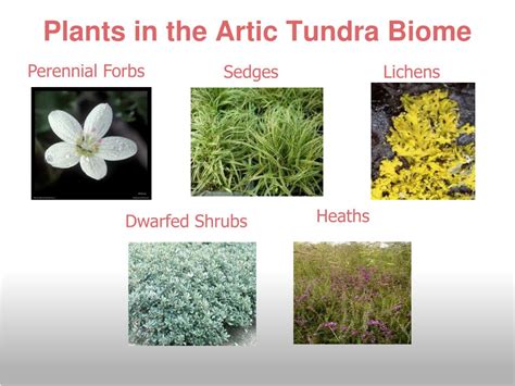 Tundra Biome Plants Names