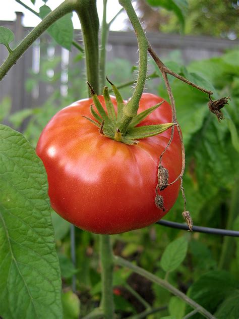 Beefsteak Tomato Health Benefits, Nutrition, Recipes, Substitutes