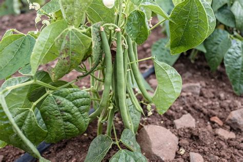 Common bean | Description, Varieties, Origin, & Facts | Britannica