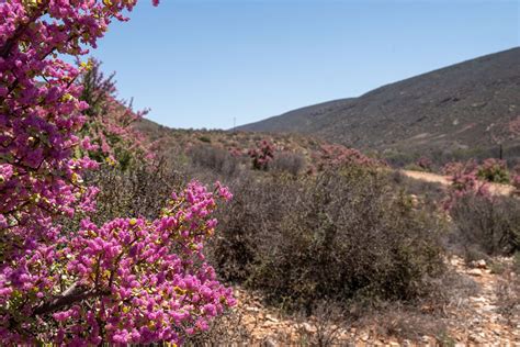 Danielskraal Farm - Klein Karoo Oasis - Lanalou Style