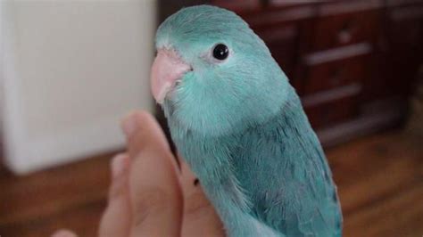 These Beautiful Blue Parrots Make Awesome Pets | Parrotlet, Bird ...