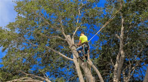 Insects that Threaten Texas Trees | Treecare Experts