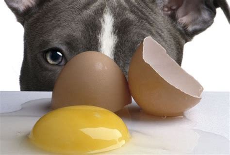 Is It Safe to Feed Dogs Raw Eggs? | PetHelpful