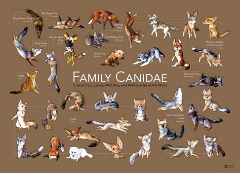 Final Product! All the members of Family Canidae on one glorious poster ...