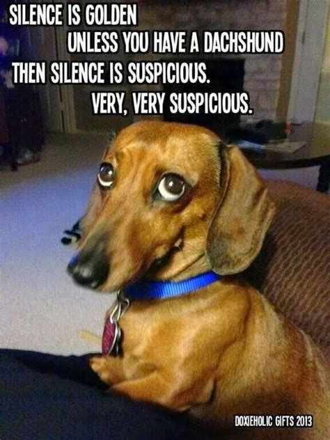 10 Hilarious and True Dachshund Memes That Will Totally Make Your Day ...