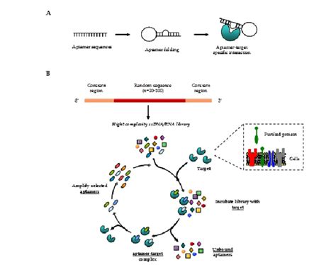 Schematic representation of SELEX technology. The RNA/DNA aptamer ...