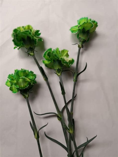 Tinted Green Carnation | Amazon Flowers