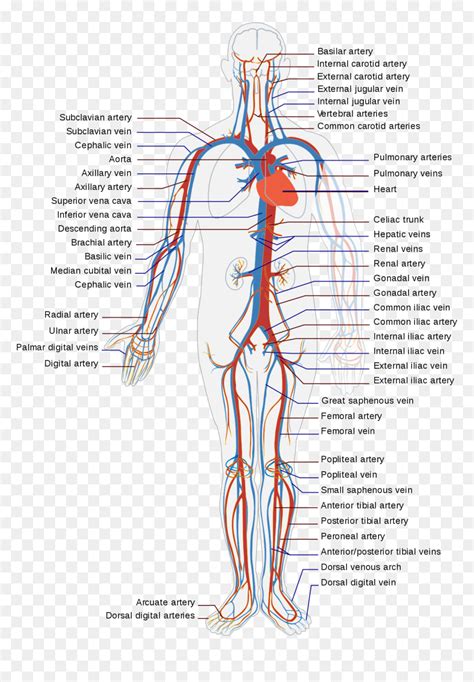 [DIAGRAM] Fetal Arteries Diagram - MYDIAGRAM.ONLINE